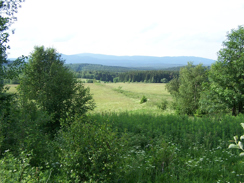 Bergwiesen im Harz